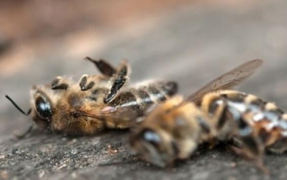 <br />
Курские власти выделили 15 млн рублей пасечникам в качестве компенсации от гибели пчел<br />
