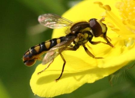 Паразиты-посредники помогли пестицидам отравить безвредных насекомых