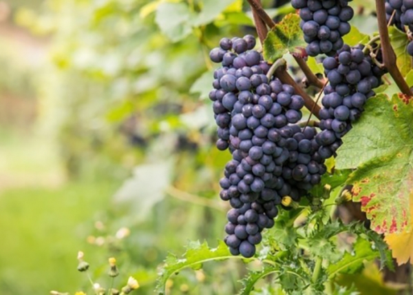 Новая Зеландия намерена перенять опыт Кубани в сфере виноделия