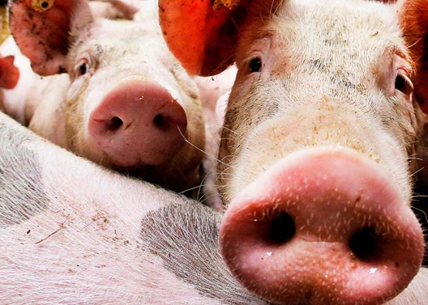 В Тюменской области на ферме от удара током погибло около тысячи свиней