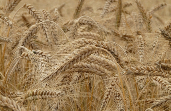 <br />
Первую тысячу гектаров зерновых обмолотили в Удмуртии<br />
