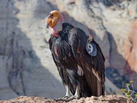 Родился тысячный птенец калифорнийского кондора после возвращения птиц в дикую природу