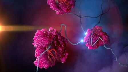 CRISPR/Cas научили править активность белков, атакуя «буквы» РНК