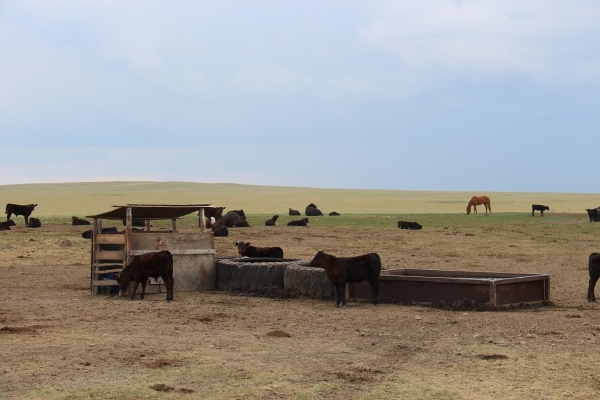 Передовой опыт Казахстана в мясном скотоводстве изучили томские аграрии