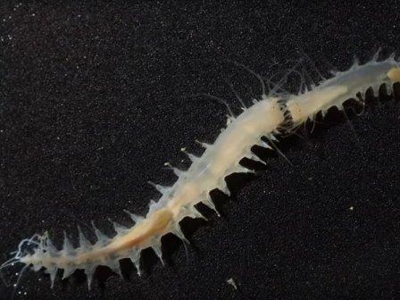Один из самых громких звуков в океане издает небольшой червь
