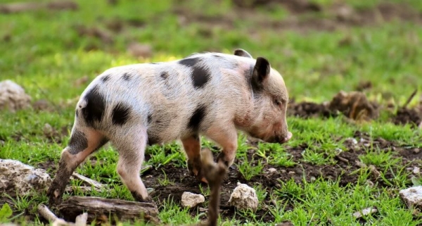 Каких сельхозживотных выбирают фермеры в виде альтернативы свиньям