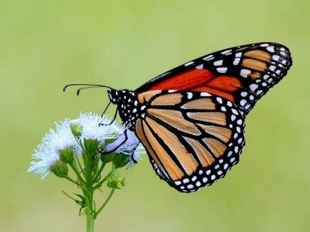 Бабочки начали загадочным образом вымирать в США, заявляют ученые