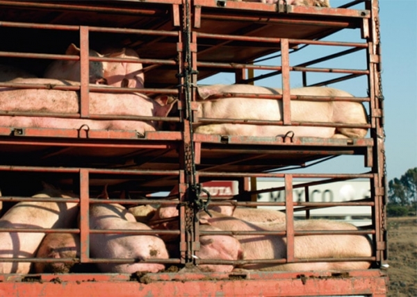 Массовая гибель свиней произошла в селе Сединкино Заводоуковского района