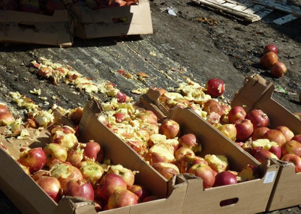 В Тюмени тракторами раздавили полтонны яблок
